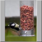 great tit 2.jpg